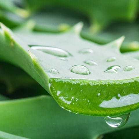 Aloe Vera Aloe Vera